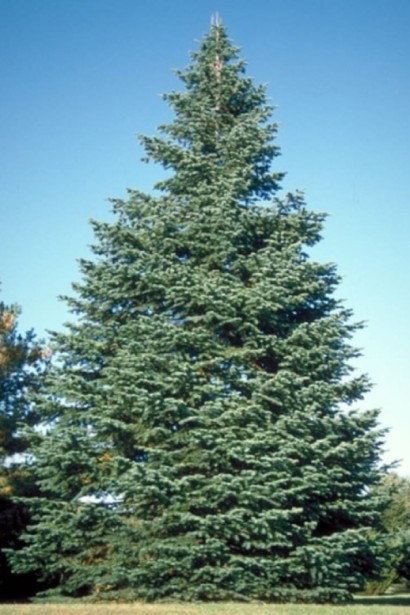Abies concolor Glauca: блакитна ялиця для стильного озеленення саду.